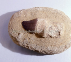 Mosasaur Product For Sale