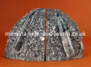 Mimona Selenites Fossils - Morocco Fossils and Selenites