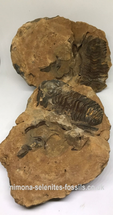 Mimona Fossils Selenite