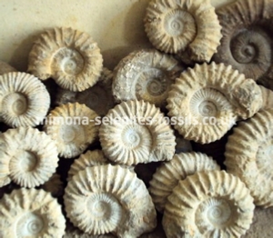 Ammonite Product For Sale