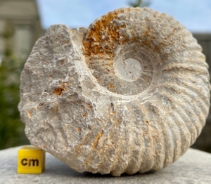 Ammonite Product For Sale