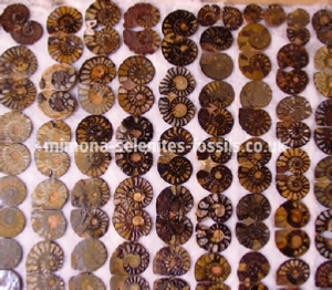 Ammonite Product For Sale