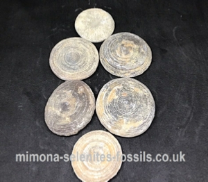 Coral Fossils Product For Sale