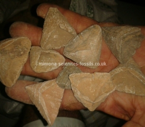 Coral Fossils Product For Sale