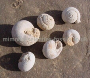 Gastropod Product For Sale