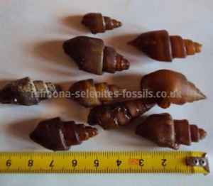 Gastropod Product For Sale