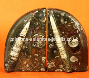 Goniatite Product For Sale