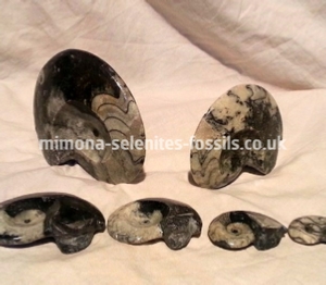 Goniatite Product For Sale