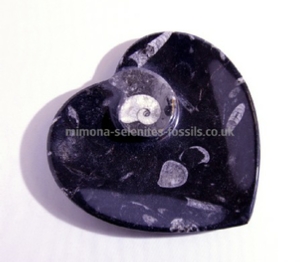 Goniatite Product For Sale