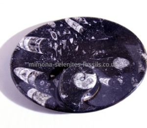 Goniatite Product For Sale