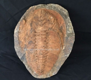 Trilobite Product for Sale