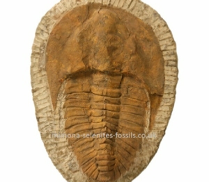 Trilobite Product for Sale