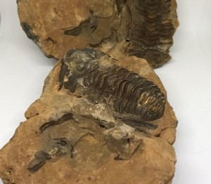 Trilobite Product for Sale