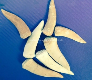 Shark teeths for Sale