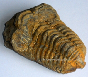 Trilobite Product for Sale