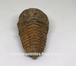 Trilobite Product for Sale