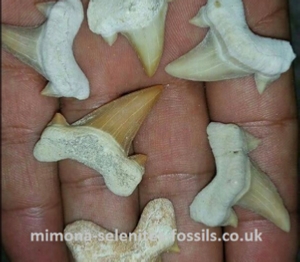 Shark teeths for Sale