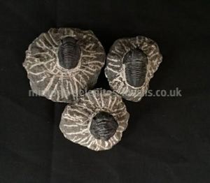 Trilobite Product for Sale