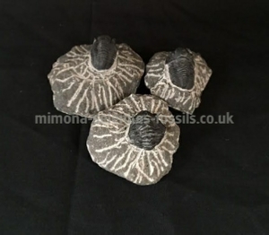 Trilobite Product for Sale