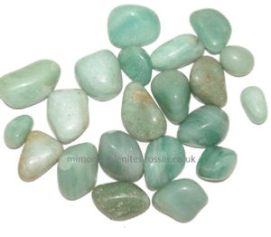 Goniatite Product For Sale