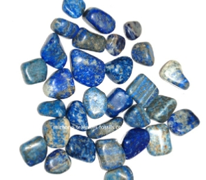 Goniatite Product For Sale