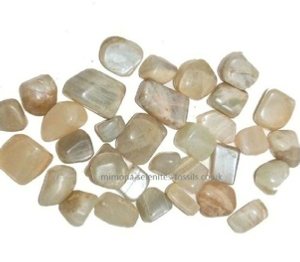 Goniatite Product For Sale