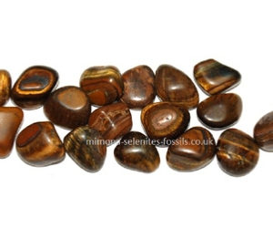 Goniatite Product For Sale