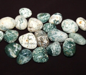 Goniatite Product For Sale